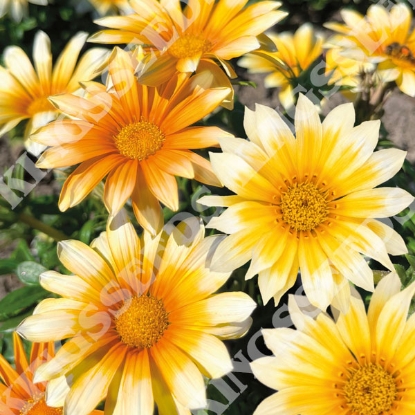 Picture of Gazania - Zany Sunny Side Up F1